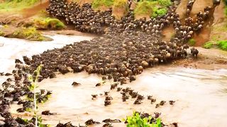 thousands of Buffalo moved