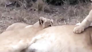 Lion cub spoils his mother
