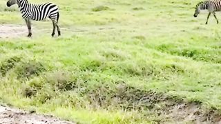the lion stalks the zebra