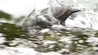 very beautiful birds in the river