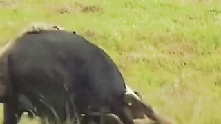 Two male lions vs one bull
