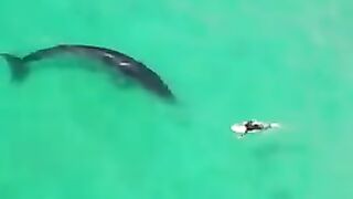 Whale surfing waves like a pro ????????