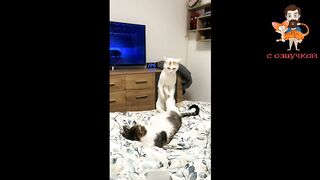 Cats funny moments