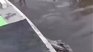 cutest crocodile
