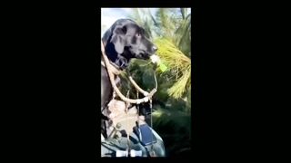 jokes with animals