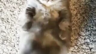 funny cat video #febspot