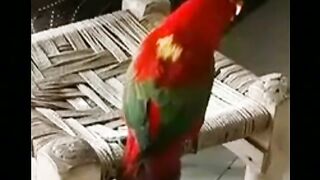 Parrot saying