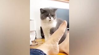 Funny animals