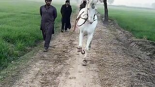 Dans Horse