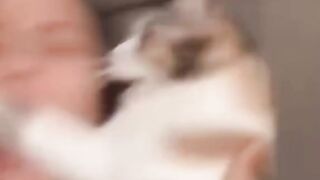 #animalsfunny #catsoftiktok #fypシ #cat #fypシ゚viral #catanddog #hilarious #animalslover #cat