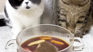 Cat lover