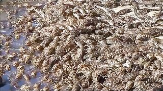 Fazenda investe na criação de jacaré no Pantanal de Mato Grosso do Sul