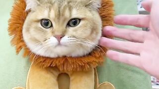 Cute Cat