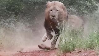 Lion Always A King