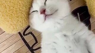 Funny pets
