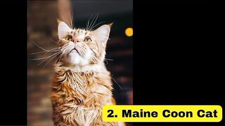 Top 10 Expensive cats