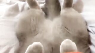 Funny pets
