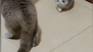 Funny pets
