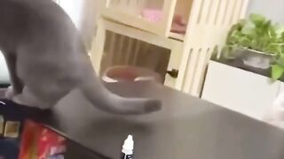 Funny pets
