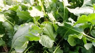 Bad Spinach