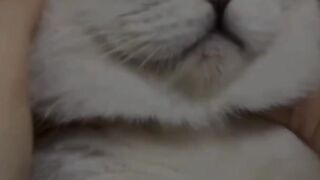 do-you-like-these-funny-cats-????????????????.....