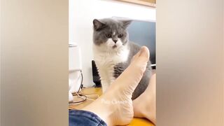 Funny animal