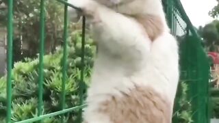 This Funny Cat will make you laugh.