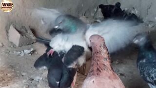 day to 27 days || and hatches after 19 days