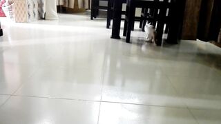Funny pets