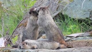 Animal sound,anmal love