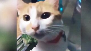 Cat ???? reaction on brockley????/Funny ???? cat video????