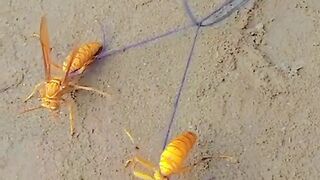 Funny Video by Arshad Saeed. #funny #viral #foryou