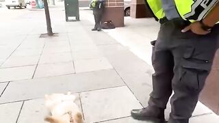 This Pet is hilarious