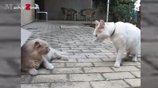 Funny Cats Arguing - Cats Talking To Each Other Compilation