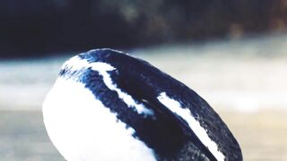 Beautiful bird