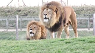 lion Theme Song