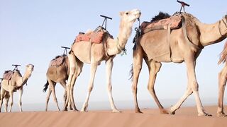 collection of camel videos from around the world in full HD