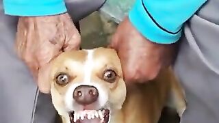 Dog video | dog |
