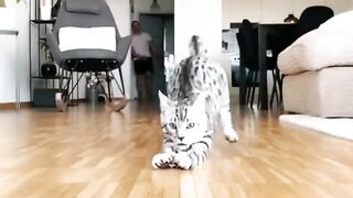 Cat funny moments ????????