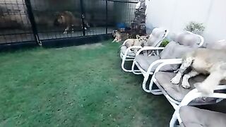 Common lion ????