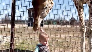 Curious _Giraffe_gives_kiddo_kisses____viral hog