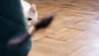 Cat ???? eating clothes