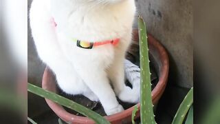 He loves sitting in the flower pots....