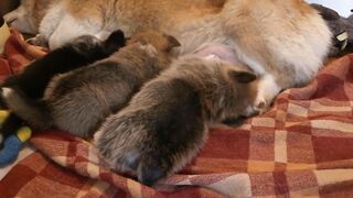 Cachorrinhos se alimentando