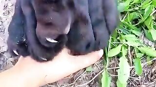 Jaguar claws