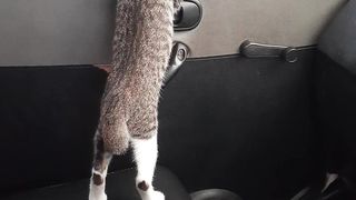 Cat calling mom