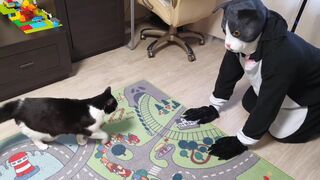 Cat Pranked By Big Cat Mask amazing funny video