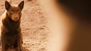 Dog is waiting owener