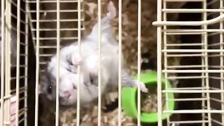 A hamster trains on a horizontal bar
