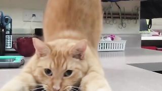 Funny cats